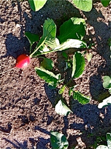 A radish in the garden - so rich in color - and tasty in a salad!