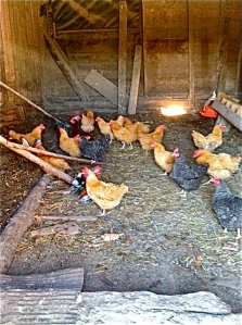 hey there, laying hens! 