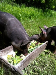 happy pigs