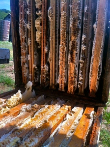 full frames of honey