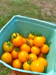 'Sungold' tomatoes !!!!!