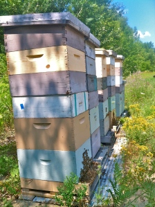 Greg added TWO more supers on each hive!