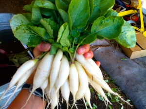 icicle radishes (spicy)