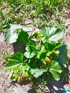 summer squash plant