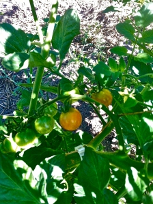 The cherry tomatoes ripening up