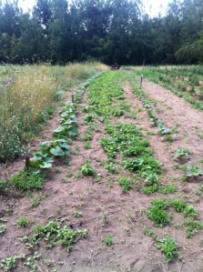 radishes in between two rows of winter squash