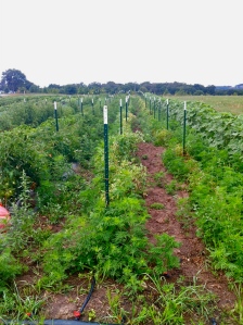 rows of tomato plants